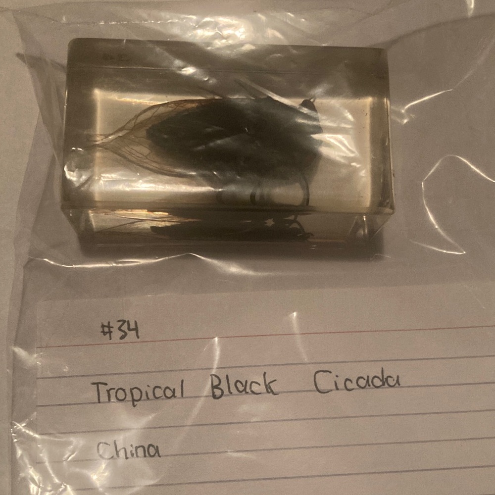 Tropical Black Cicada- China